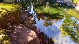Autumn Beauty Of A Japanese Garden: Otaguro Park, Tokyo Japan