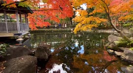 Autumn Beauty Of A Japanese Garden: Otaguro Park, Tokyo Japan