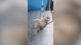Pampered Pet Husky Dog Swings On A Hammock