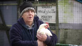 Rescue chickens in Bristol face being euthanised if they can't find a new home