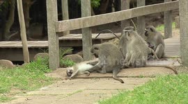 Monkey Family time. Interacting with one another.
