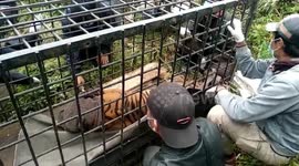 Sumatran tiger captured on a highway of Indonesia