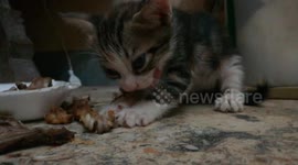 Mary Kitten Like Roasted Bones