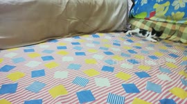 Sofi Kitten Bed Game With Carla