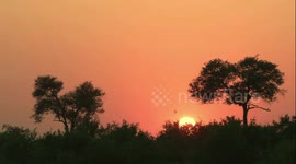 Enjoy a peaceful sunrise moment on a riverbank in the African wild