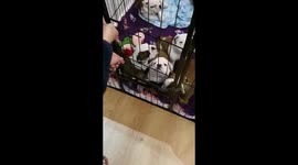 9 British Bulldog Puppies going for there tea.