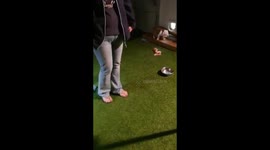 9 bulldog puppies going to bed