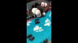 3 week old British Bulldogs