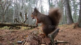 Red squirrel tries to fit two big nuts in it's mouth at once.