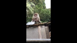 Greedy macaque monkey eating boiled rice in Railay, Krabi, Thailand