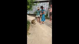 Cheeky macaque monkey steals a bag of bananas from a woman walking past, near Railay beach, Krabi, Thailand