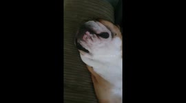 Reg The British bulldog snoring really loud