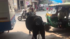Massive Cow Crosses Busy Road in India