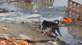 Dog Chews on Corpse in Varanasi