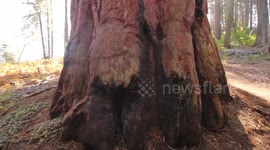 Sequoia Bark