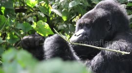 Silverback Gorilla Eats Leaves in the Forest