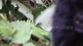 Wild Gorilla Mom Grabs My Arm After her Baby Ran to me in Uganda