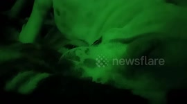 ANIMAL ALSO NAPPING