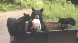 Bear family raid bin outside home in Connecticut