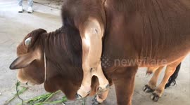 A strange cow with SIX LEGS, two tails is still fat and healthy in Vietnam