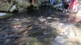 'Sacred fish' in Vietnam swim out during the day and hide in caves at night