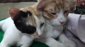 Sofi Kitten Daily Live On Camera With Mailo