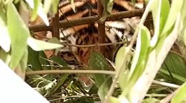 the prey of dozens of dogs, the Sumatran tiger was caught