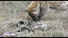 Hyena vs Hyena, Cannibal/Cannibalism