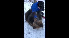 Russian man wrestles with pet bear in snowy forest near Moscow