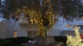 Christmas lights are twinkling in The Boltons - decorating Christmas Tree 2020