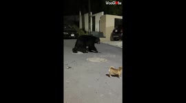 Fearless dog fends off bear wandering through Mexican city