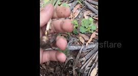 Newsflare Edit - I review native edible australian food plants - this one is Bulbine Lilys