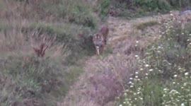 Community grounds to a halt as two tigers enter village in Indonesia