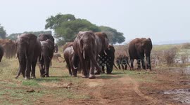 Breathtaking moment herd of African elephants return home after mud bath