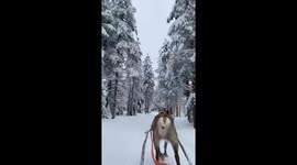 Reindeer sleigh ride