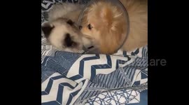 Heartwarming moment shows Pomeranian showering cat with tender love and kisses