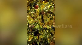 Christmas Trees Inside The White House