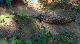 Caged leopard rescued by forest department in northern India