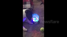 Bull terrier fixated on Christmas-themed music box