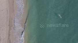 Spinner Shark Leaps Out of the Water and Flips