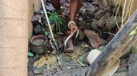 In Puducherry rat snake rescued from debris remains inside house compound