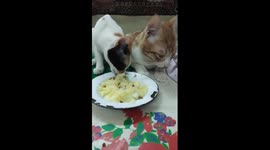 Sofi Kitten In Contest With Mailo