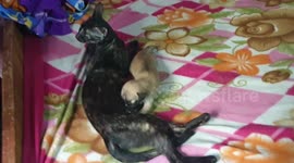 Cat nurses puppy like own offspring in southern India
