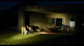 Lions drinking enter Safari lodge and drink from guests swimming pool.