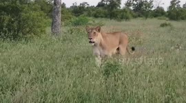 Lioness walks with her four cubs in Kruger Park, South Africa