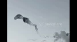 Starlings make a duck and swan picture in the sky