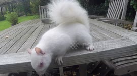 London homeowner feeds squirrel with rare 'one in a million' condition