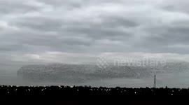 Starling murmuration iver Yorkshire