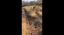 Mother and daughter tigresses have ferocious struggle over territory in north India