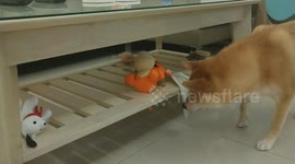 Dog tried to get a toy from wrong side